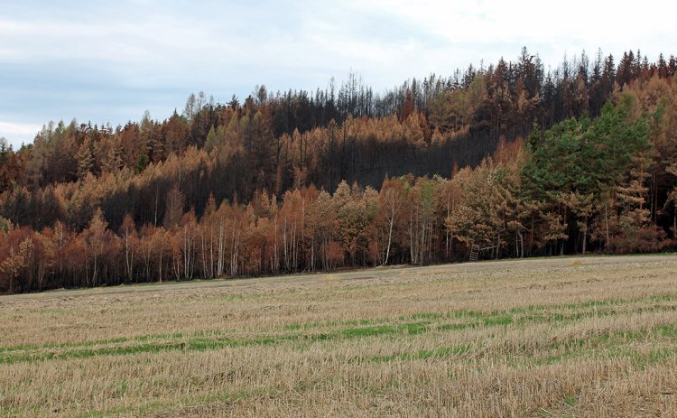 požářiště u Pavlovska