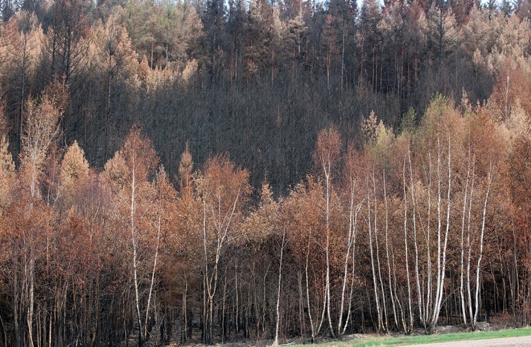 požářiště u Pavlovska