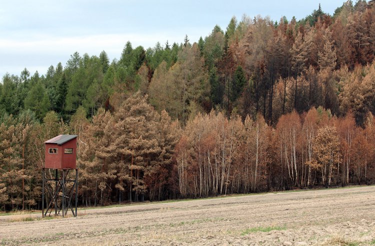 požářiště u Pavlovska