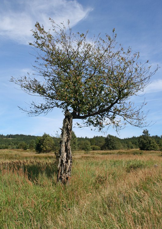 Babím létem na Padrť a na Prahu