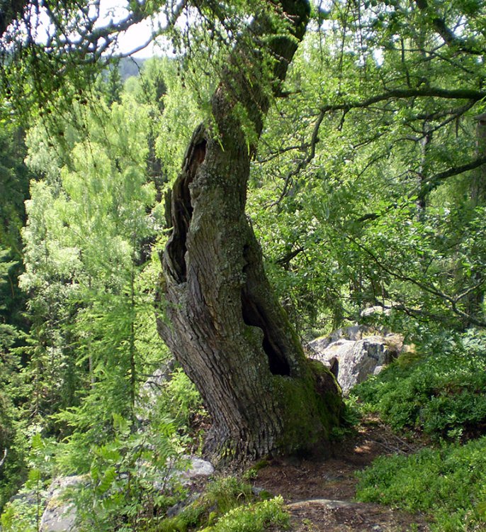 Jindřichova skála