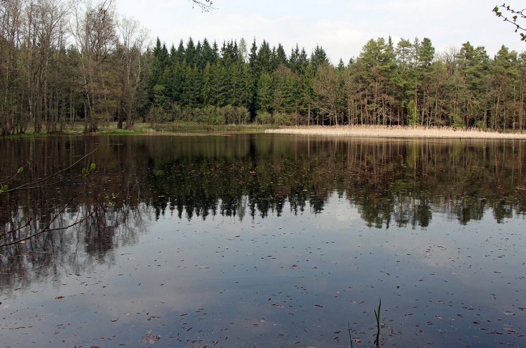 Střední Tušimský rybník