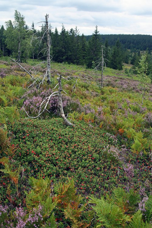 Sklizeň CP Jordán 2008