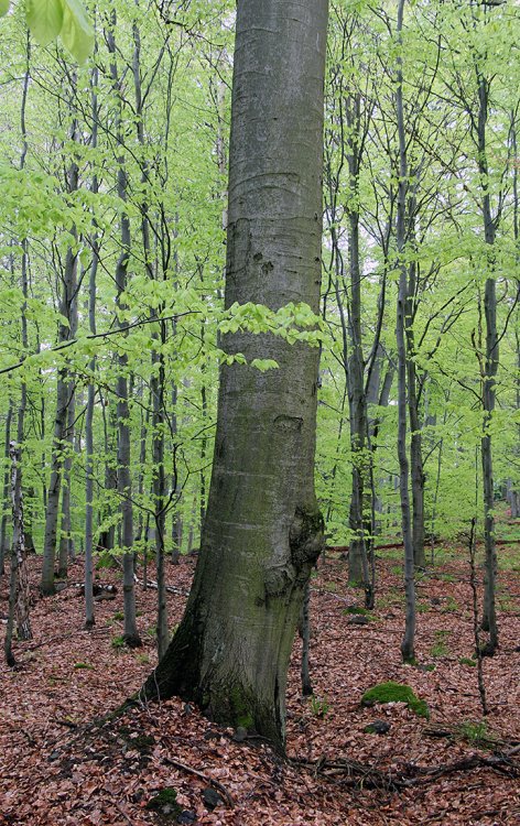 Přírodní rezervace Kokšín