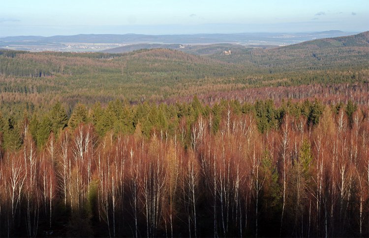 Krkavčina, Valdek