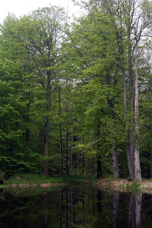 O něco níže položená nádržka, vybudovaná na umělém rameni potoka