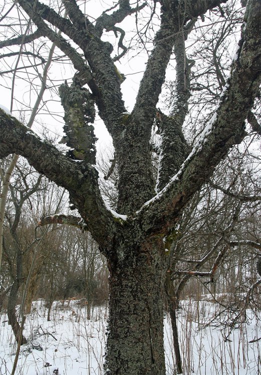 KolBudovy byly zničeny, ale stromy zůstaly