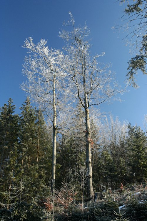 Třemšín & Hengst