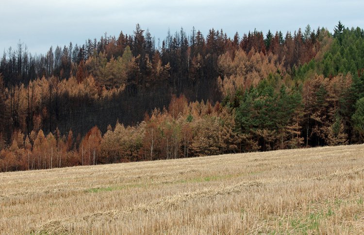 požářiště u Pavlovska